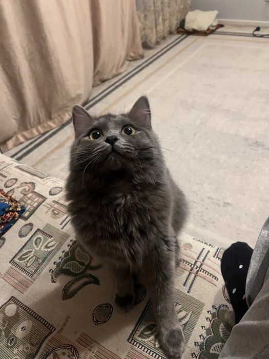 Мысық тегін беріледі!!!