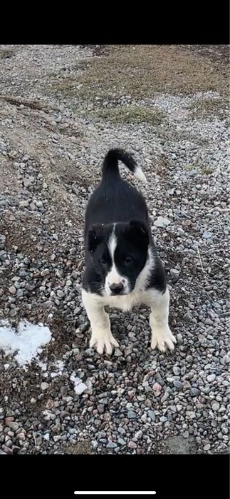 Алабай Сао щенок