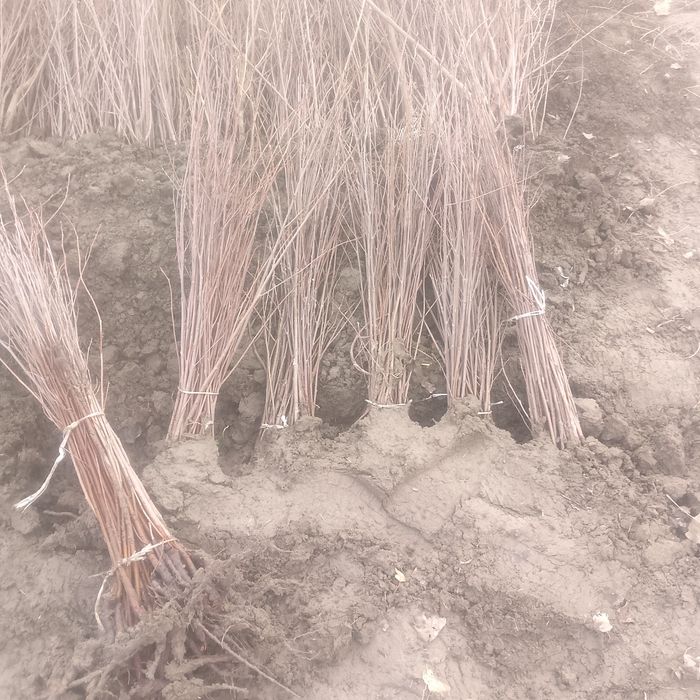 Gizilla payvandtaglar sotuvda mavjud