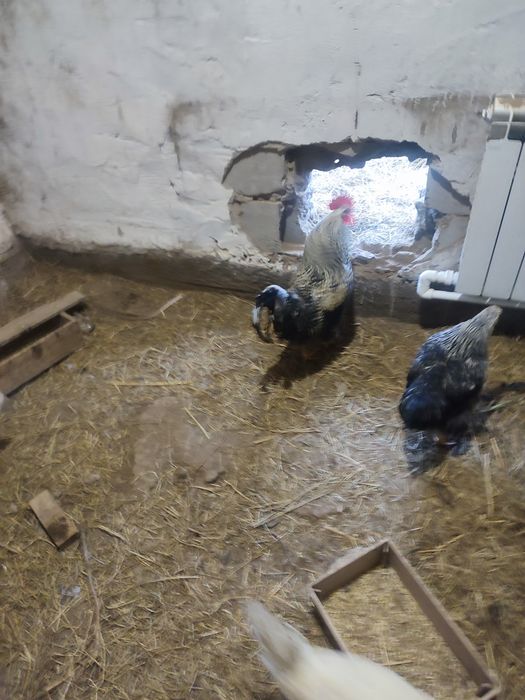 Продам молодых петушков 6 месяцев.