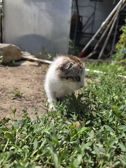 Отдам котёнка в добрые руки