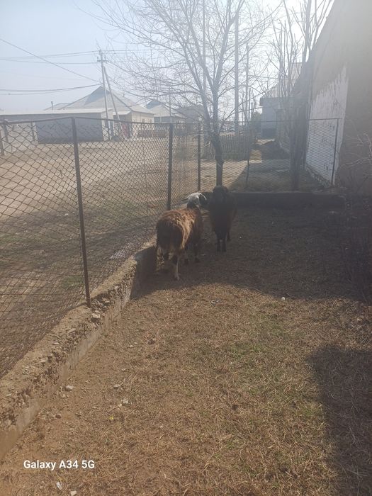 Тоқтылар семіз союға