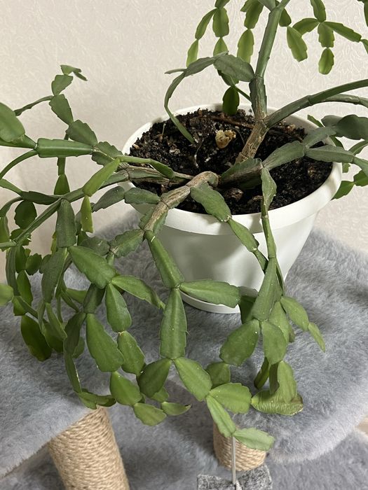 Продам цветок декабрис