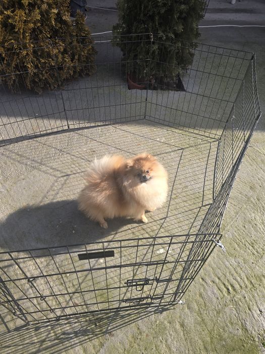 Мини Померан момче