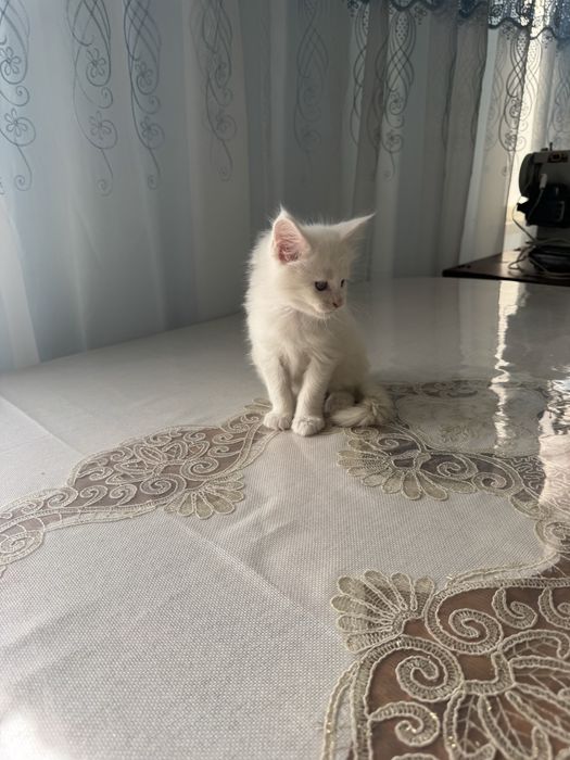 Mushuk bolasi sotiladi maine coon