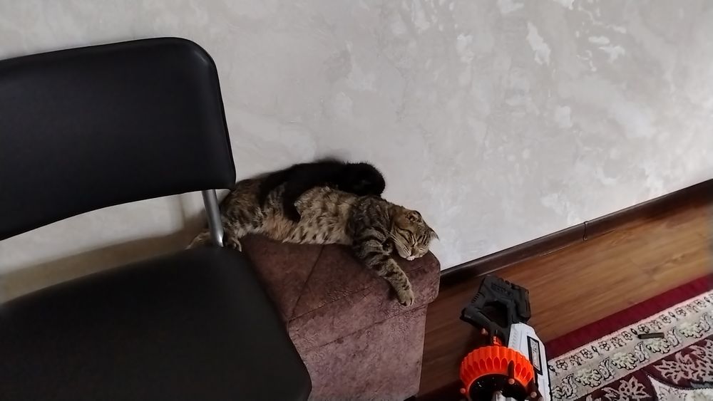 Ласковая черная кошка, приучена к лотку. В добрые руки.