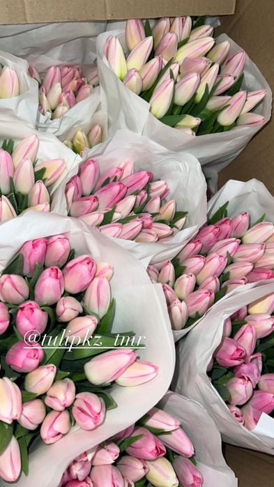 Крупные тюльпаны к 8 Марта в розницу