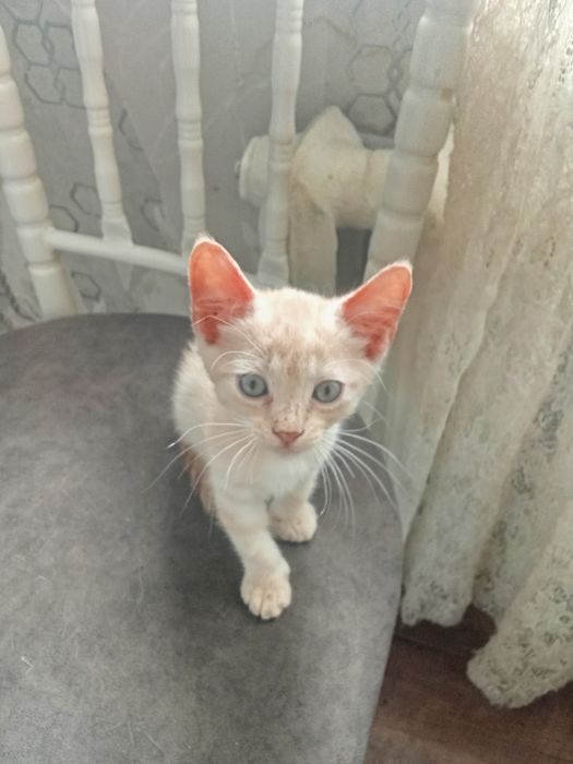 Отдам котенка бесплатно