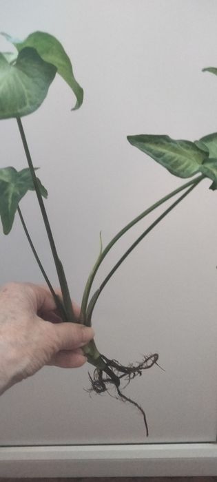 Черенок сингониума