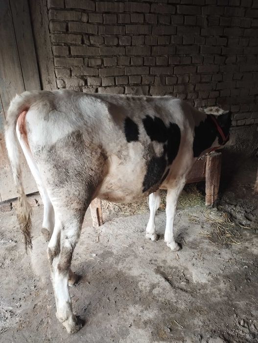 Mol modda ayol 125 buyi eni 1 metrdan uzun halol