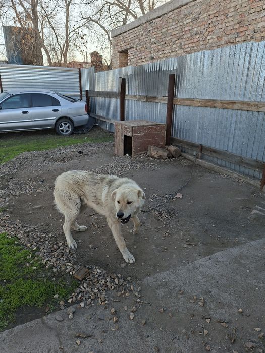 Отдам даром кавказис