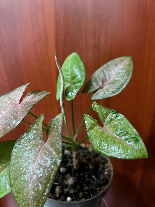 Продам Сингониум “Регина Ред”