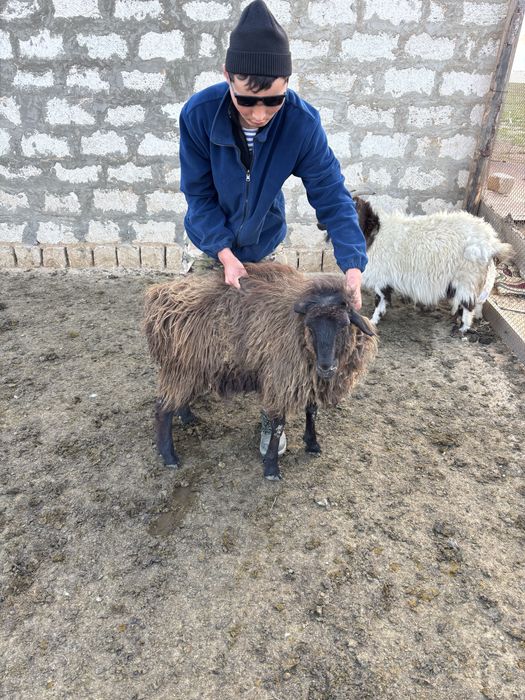 бойдақ сатылады