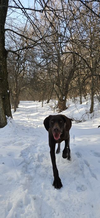 Собака породы Курцхаар