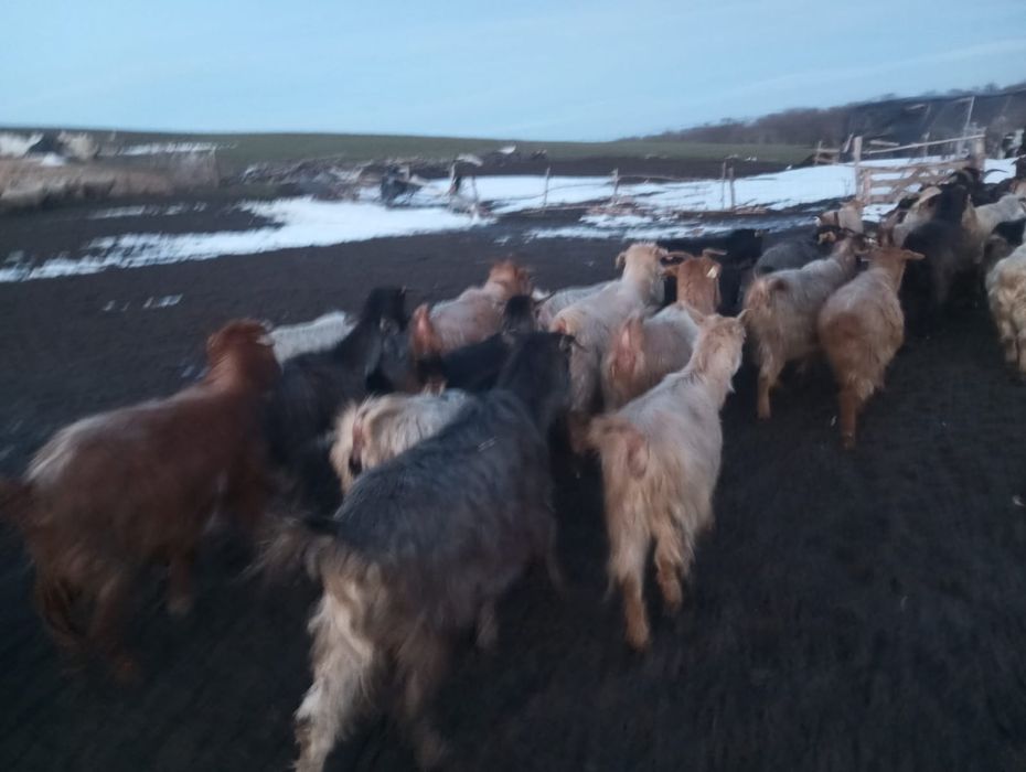 Vand 100 capre tinere si productive