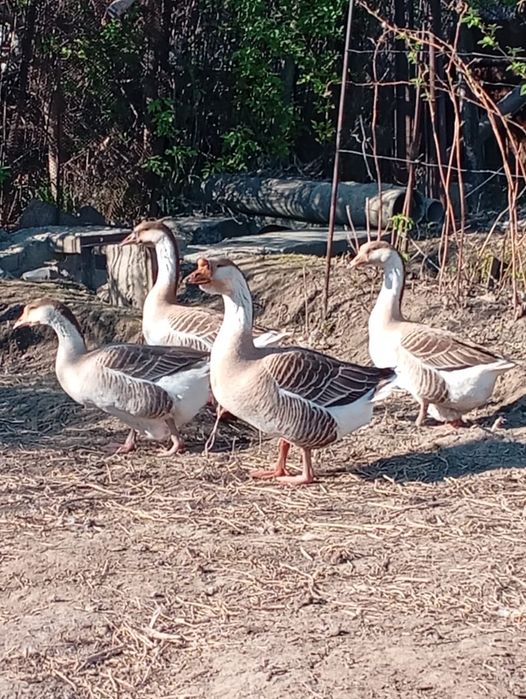 Продам гусей, семейка