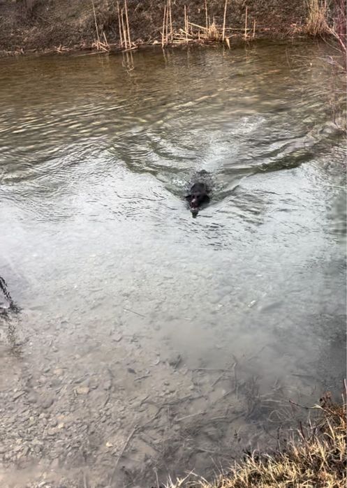 Курцхаар Курцхаар