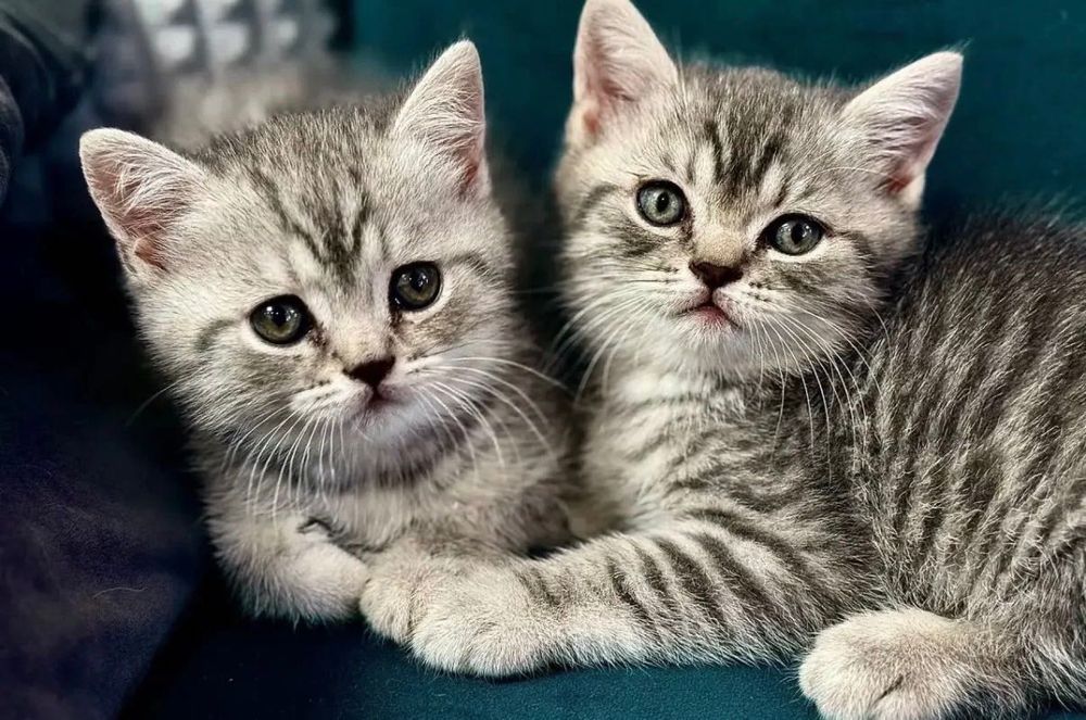 Красивенькие Котятки!