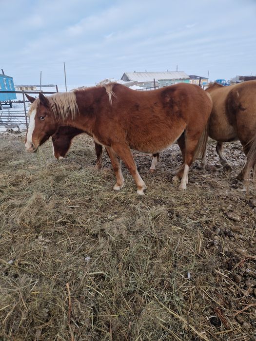 Жеребец от тяжа ,