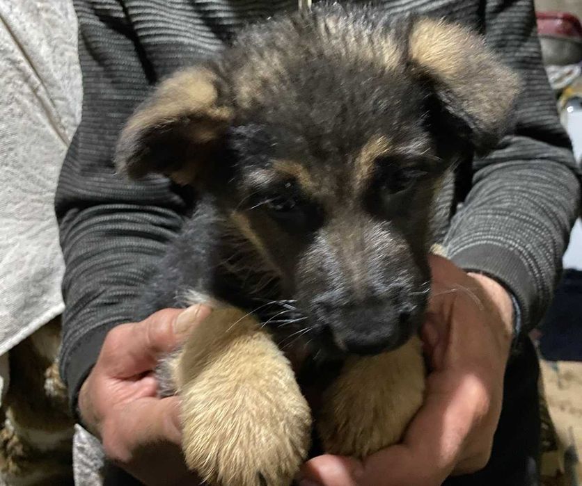 Вязка ,немецкая овчарка