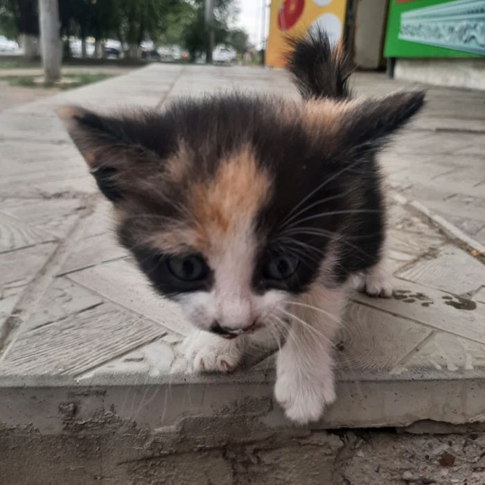 Отдам котят бесплатно