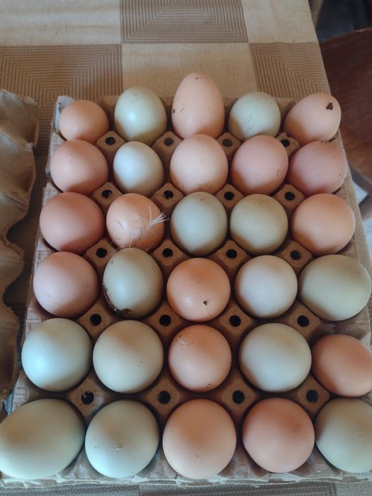 Продавам оплодени яйца за люпене