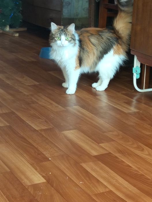 Отдаю котят в добрые руки