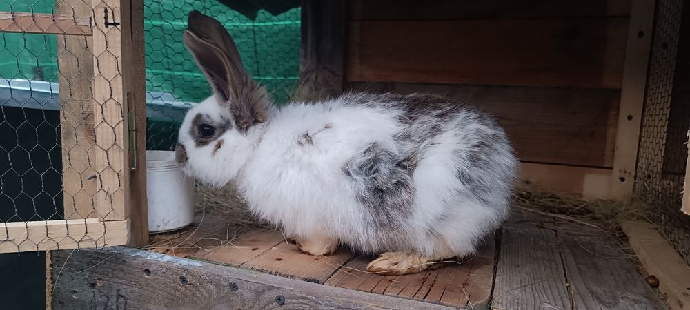 Едри  зайци великани 3 месеца