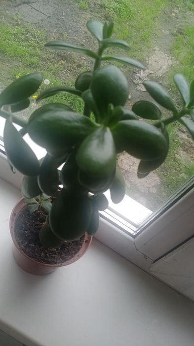 Продам денежное дерево