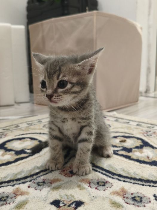 Отдам котят в добрые руки