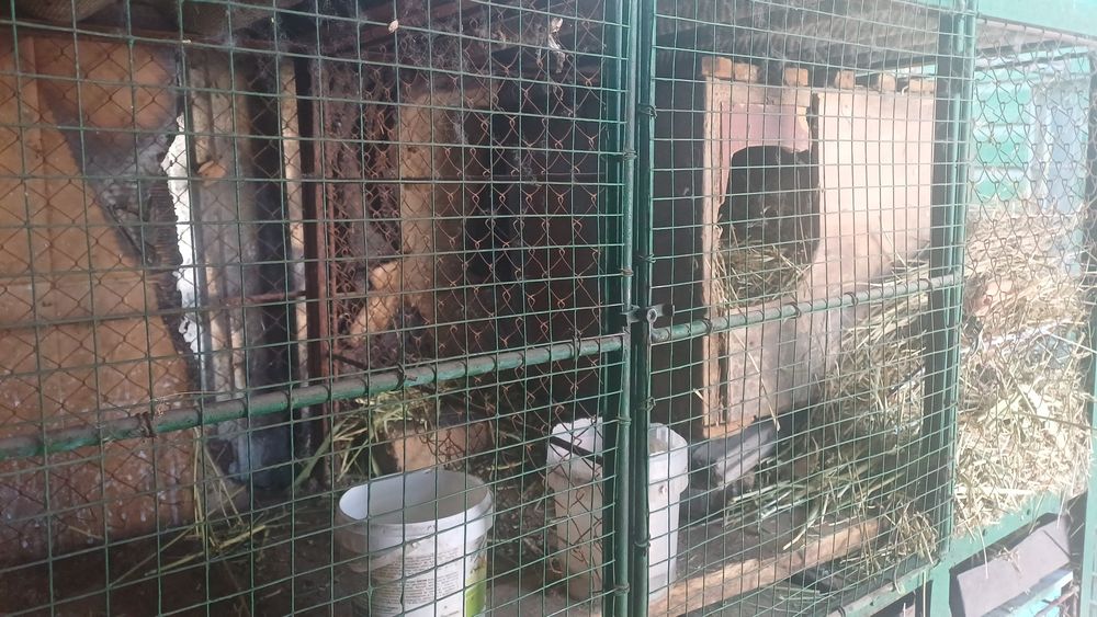 Продам добротный кролятник