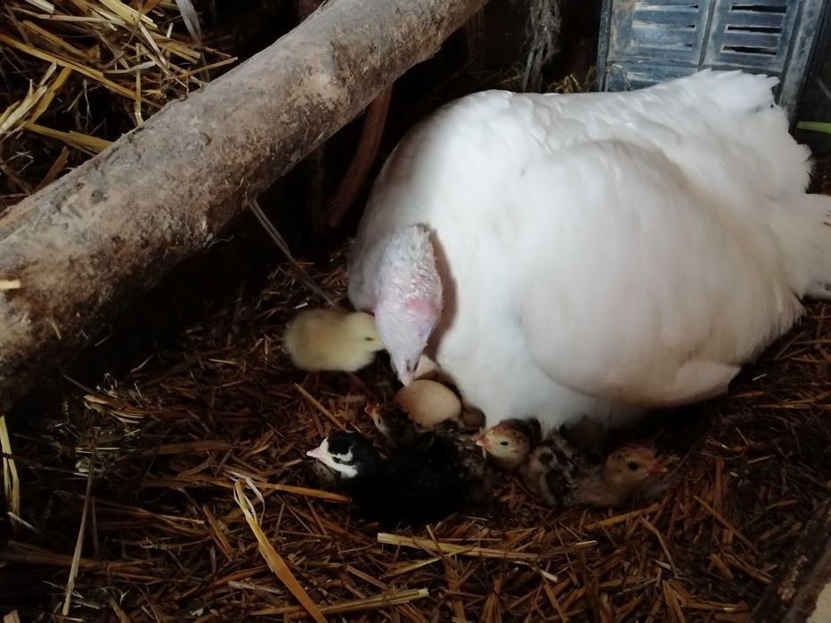 Продавам пуйки, пуешки яйца, малки пуйчета и пилешки яйца