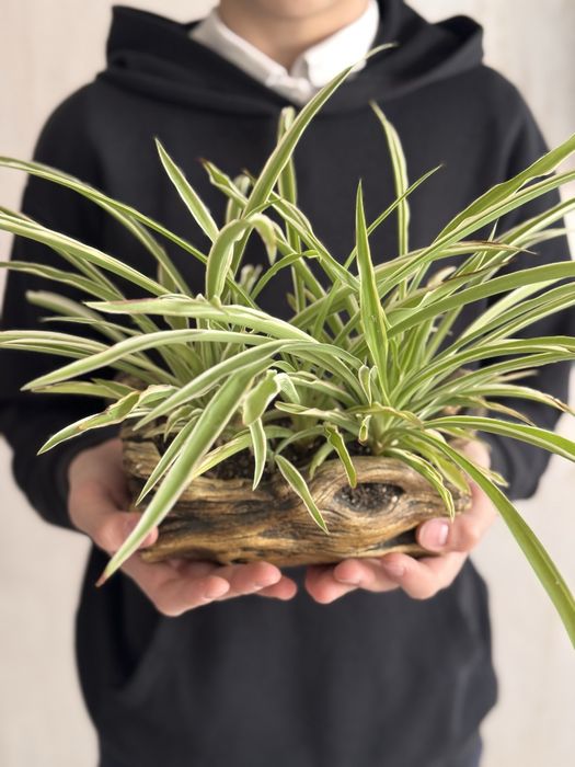 Комнатные растения интерьерные суккуленты