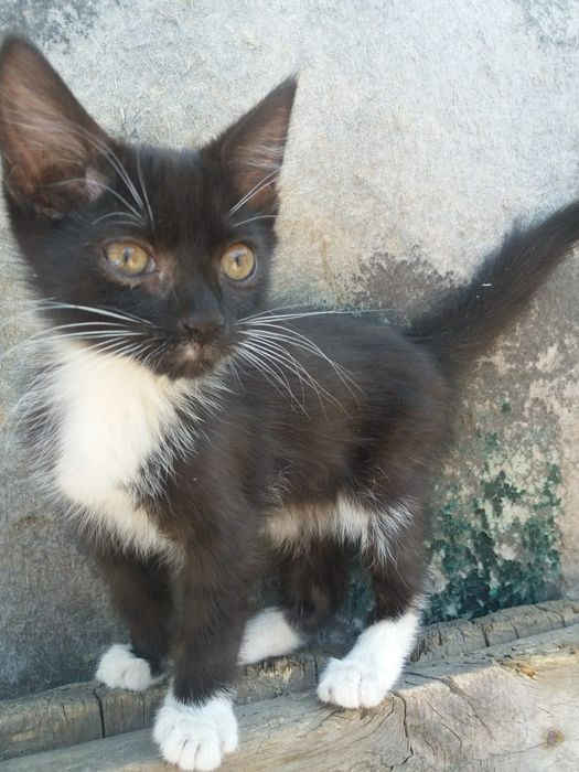 Отдам котенка, 3 месяца, мальчик