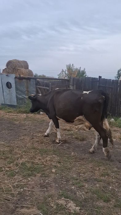 Продам хороших коров!