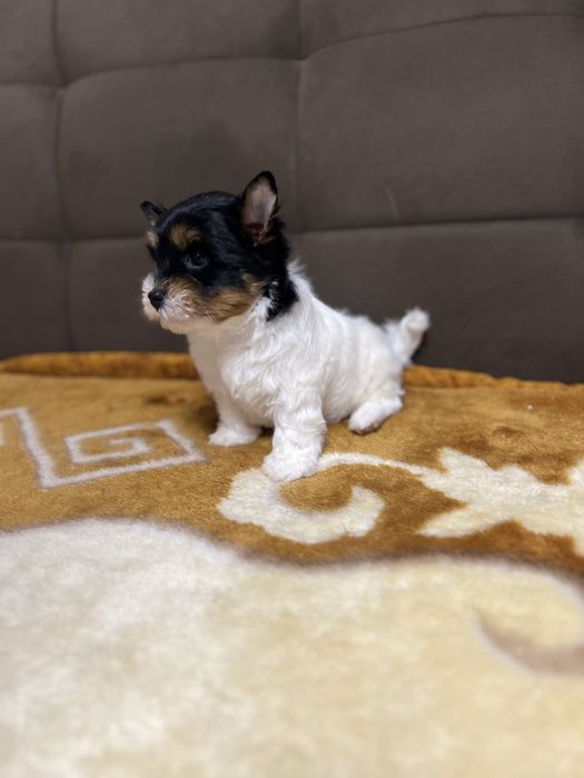 Biewer Yorkshire terrier