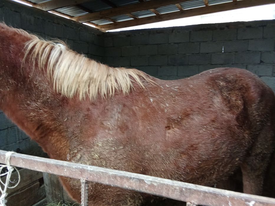 Тайлар бордакылар