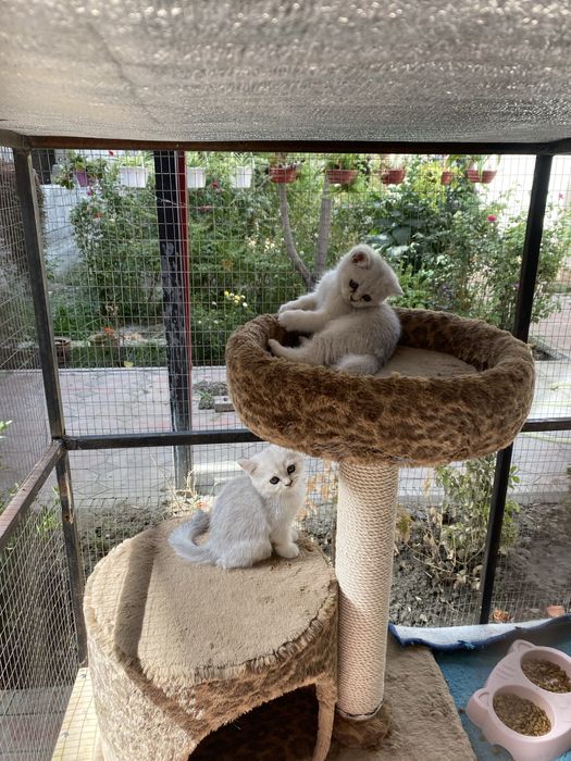 Mushukchalar sotiladi 2 yarim oylik toza paroda shinshila