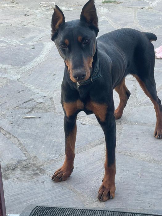 Доберман чистокровный щенок
