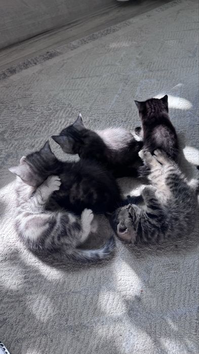продам котят которые ищут хозяев!