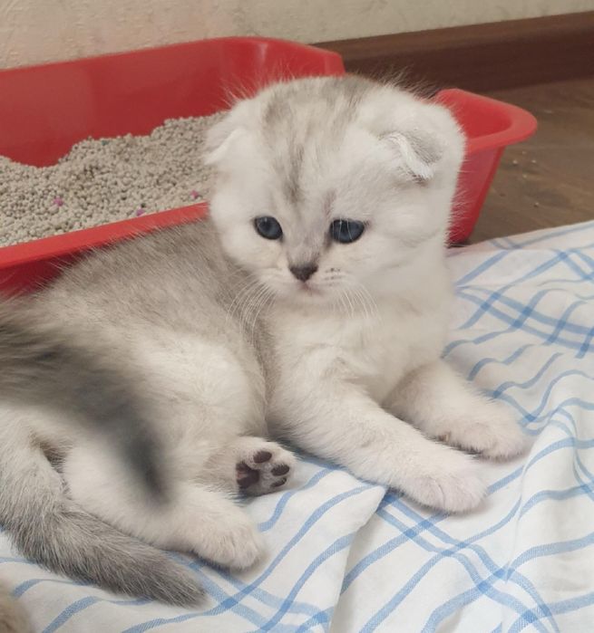 шотландские котята серебро и золото