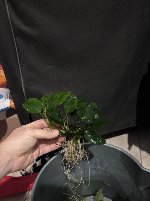 Anubias, plante acvariu