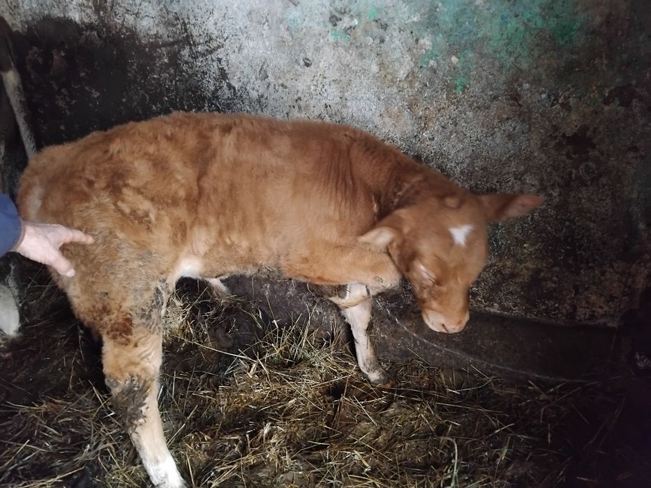 Vând vițel de 2 luni