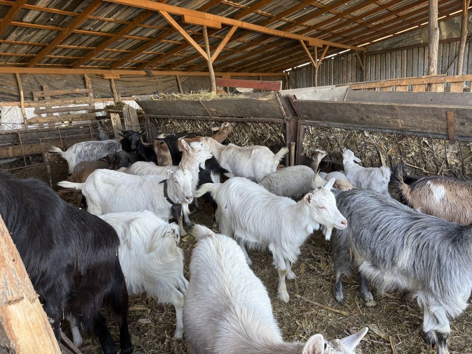 Capre cu iezi disponibile