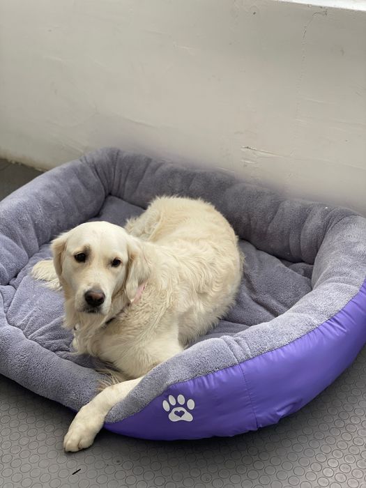 Легло за голямо куче с лапичка ХХЛ лилаво