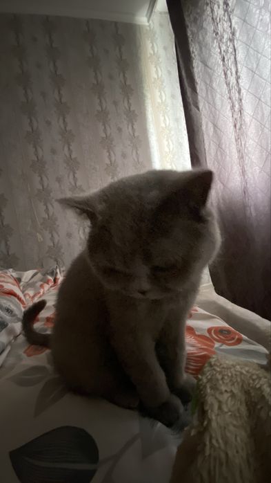 Отдам даром кошку