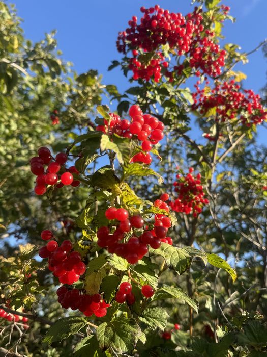 Продам дачу на берегу озера, СРОЧНО!