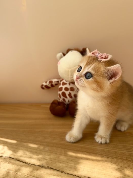 Золотые шиншиллы котята из питомника