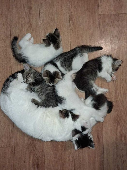 отдам котят добрым людям