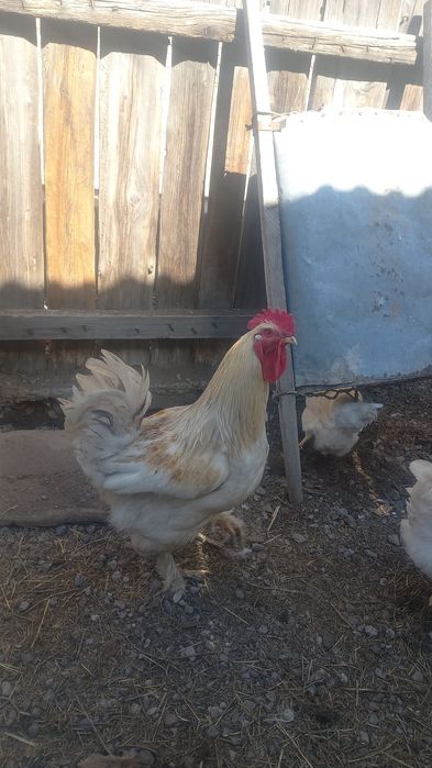 Продаётся петушки брамы по 7 тысяч